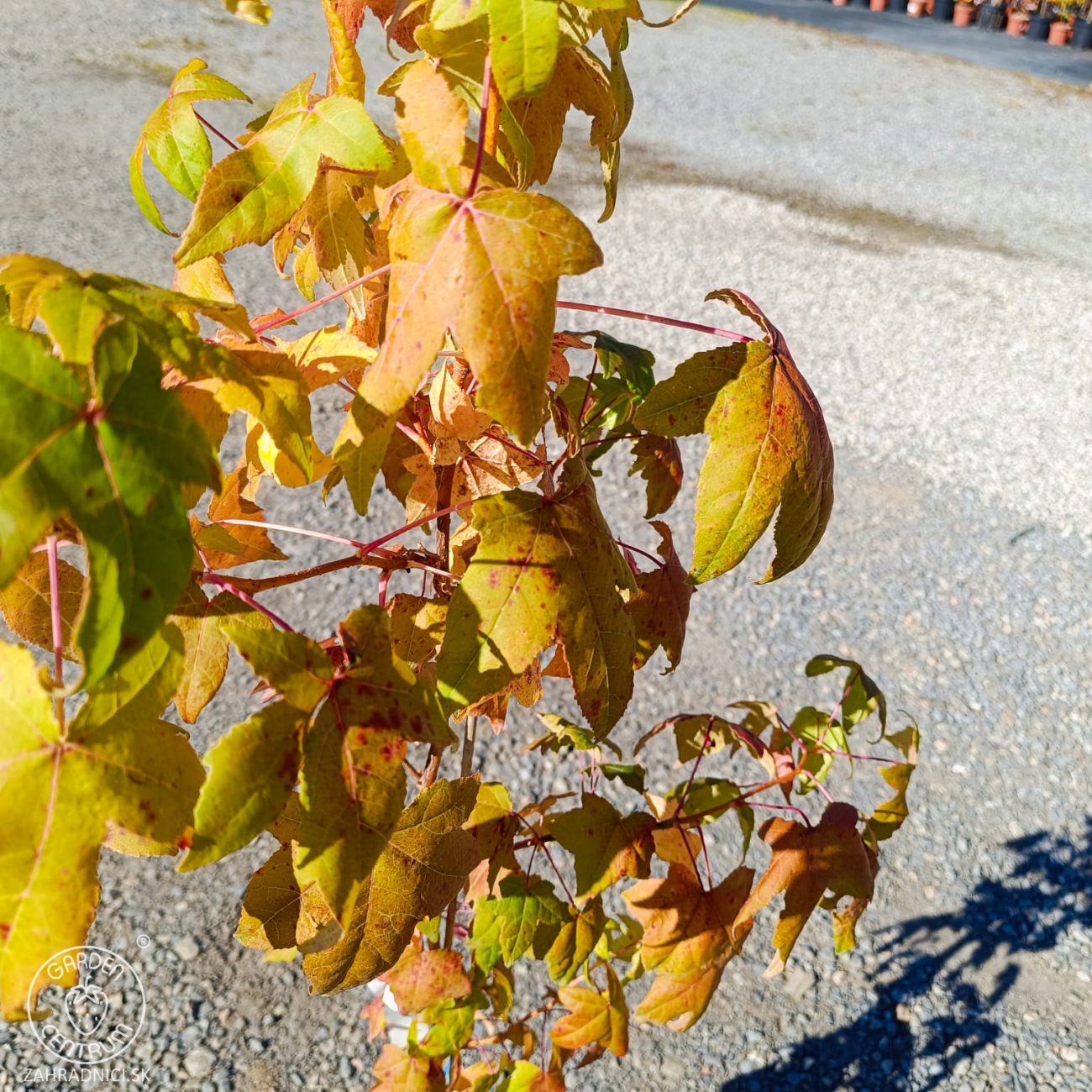 Obrázok Ambrovník styraxový (Liquidambar styraciflua) ‘GOLDEN SUN’®- výška 80-100 cm, kont. C5L